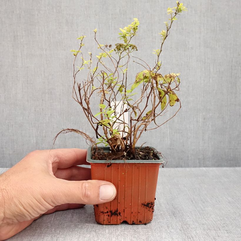 Ejemplar de Espirea japonica White Gold - Espirea del Japón Maceta de 8/9 cm entregado en otoño