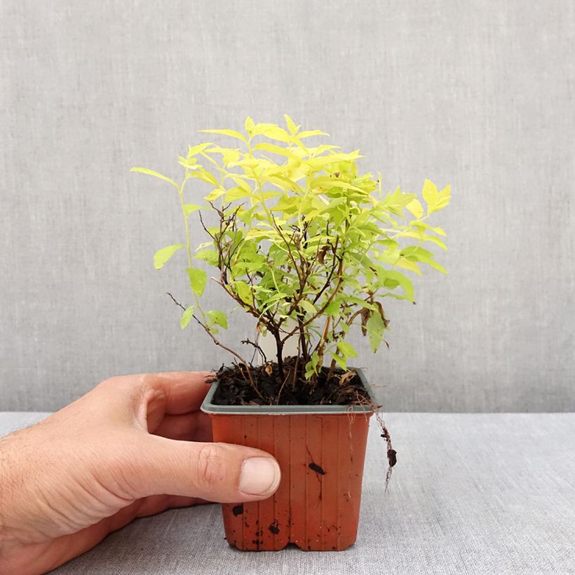 Espirea japonica White Gold - Espirea del Japón Maceta de 8/9 cm Ejemplar entregado en la primavera