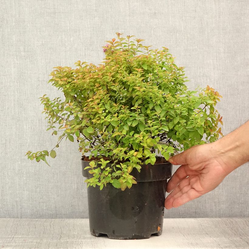 Ejemplar de Espirea japonica Zen'Spirit Caramel - Espirea del Japón Maceta 3L/4L entregado en verano