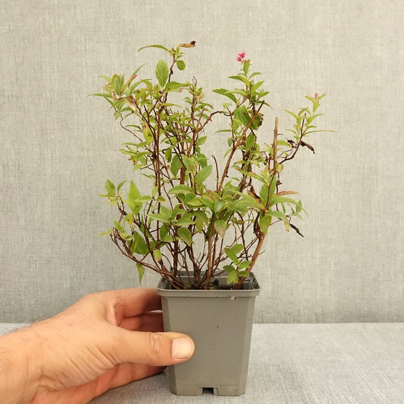 Ejemplar de Espirea japonica Anthony Waterer - Espirea del Japón Maceta de 8/9 cm entregado en verano