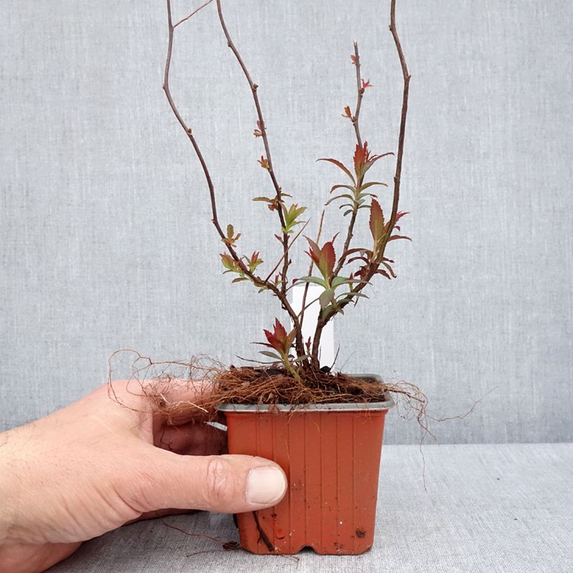 Espirea japonica Anthony Waterer - Espirea del Japón Maceta de 8/9 cm Ejemplar entregado en la primavera