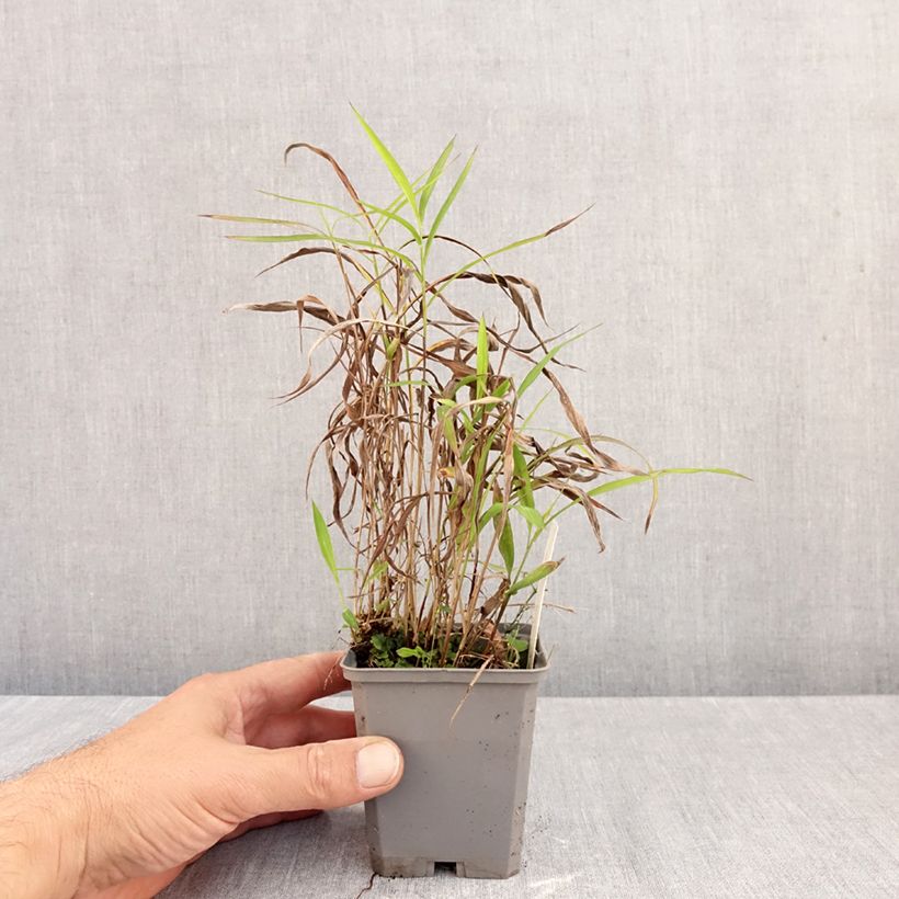 Ejemplar de Spodiopogon sibiricus Maceta de 8/9 cm entregado en otoño