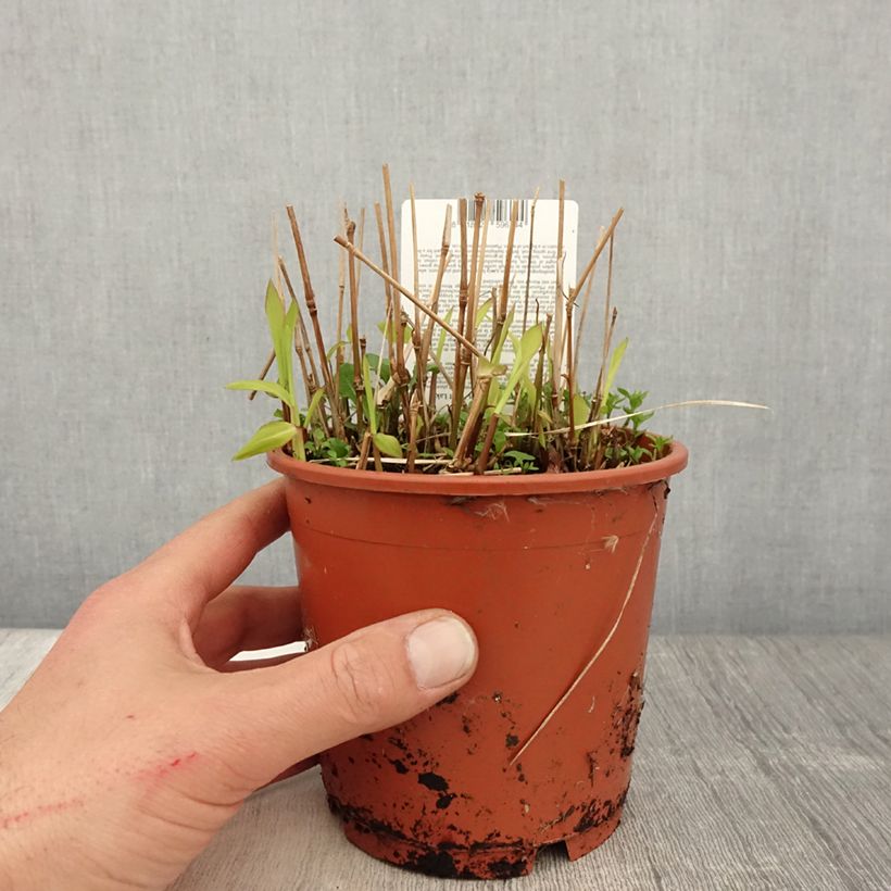 Spodiopogon sibiricus West Lake Maceta 1L/1,5L Ejemplar entregado en la primavera