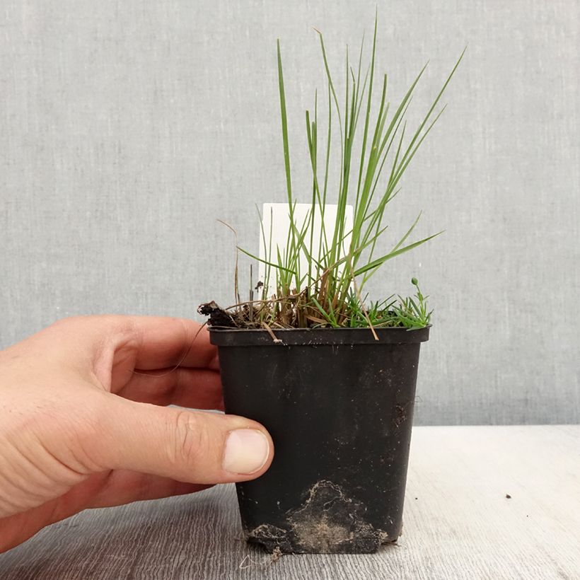 Sporobolus heterolepis Cloud Maceta de 8/9 cm Ejemplar entregado en la primavera
