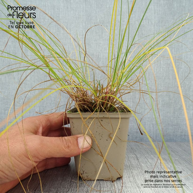 Ejemplar de Sporobolus heterolepis Wisconsin Strain Maceta de 8/9 cm entregado en otoño