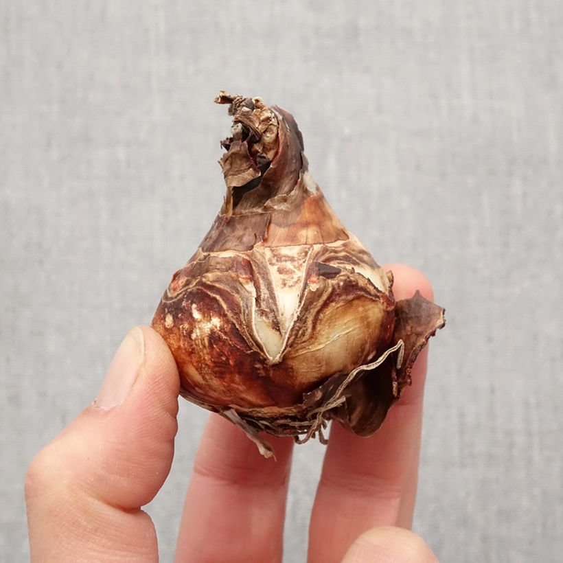 Sprekelia formosissima Bulbo calibre 16+ Ejemplar entregado en la primavera