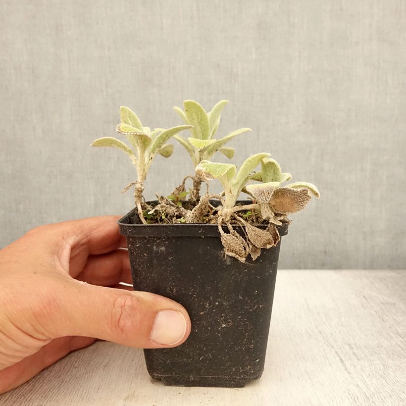 Ejemplar de Stachys byzantina Silver Carpet - Oreja de liebre Maceta de 8/9 cm entregado en verano