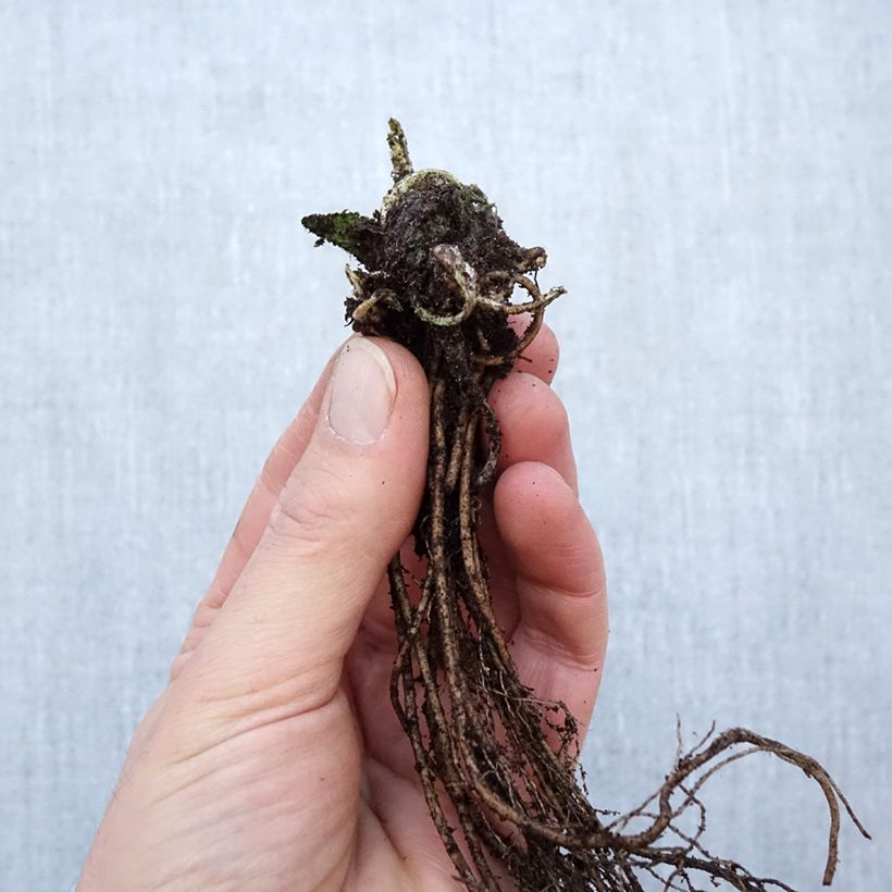 Stachys monieri Hummelo Raíces desnudas Ejemplar entregado en invierno