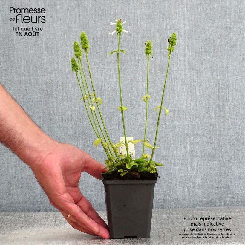 Ejemplar de Stachys officinalis Alba - Betónica Maceta de 8/9 cm entregado en verano