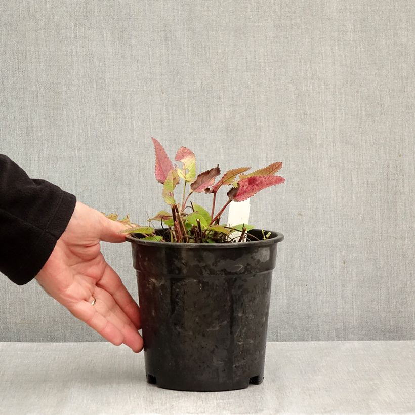 Ejemplar de Stachys officinalis Pink Cotton Candy - Betónica Maceta 2L/3L entregado en otoño