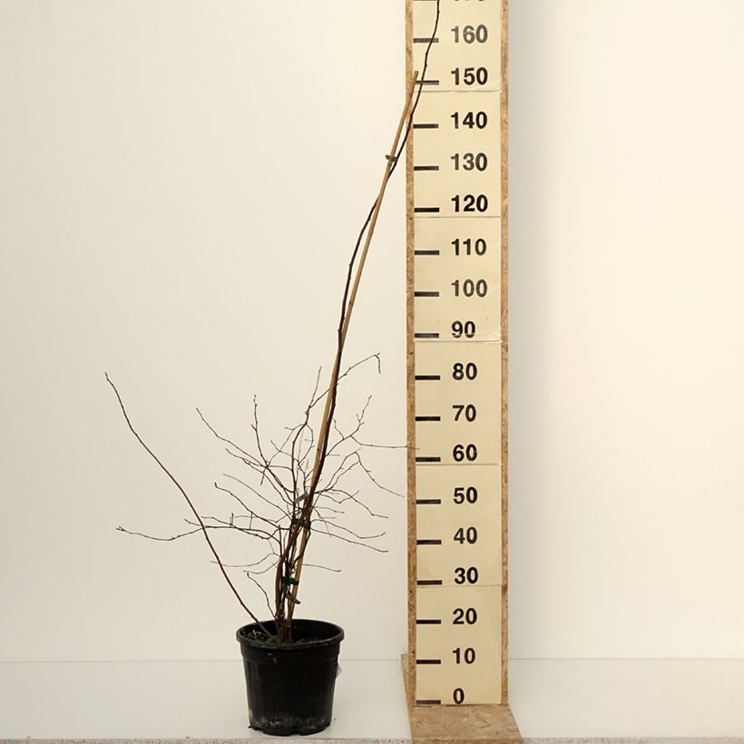 Stachyurus chinensis Goldbeater Maceta 7,5L/10L Ejemplar entregado en invierno