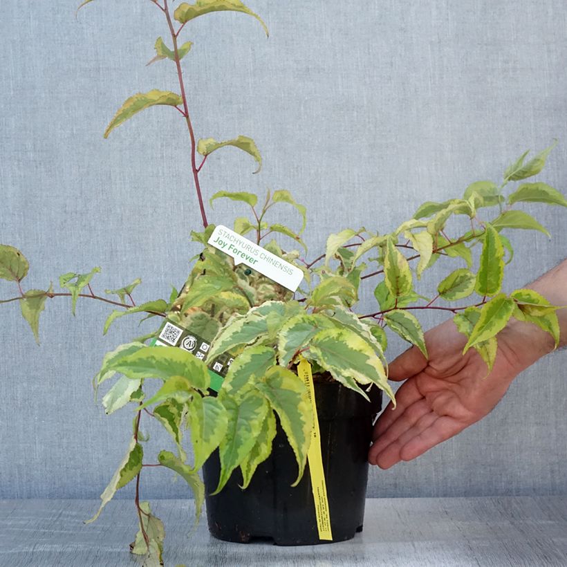 Ejemplar de Stachyurus chinensis Joy Forever Maceta 2L/3L entregado en verano