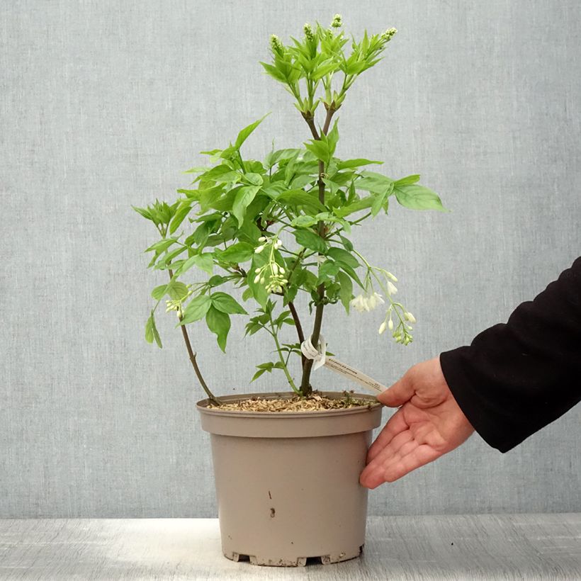 Piñón vejiga europeo - Staphylea pinnata Maceta 3L/4L Ejemplar entregado en la primavera