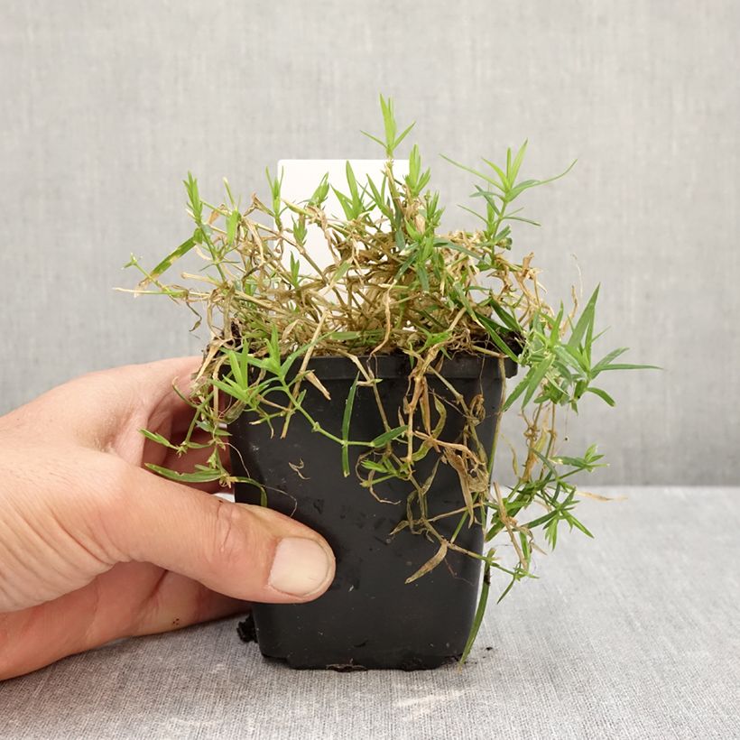 Ejemplar de Stellaria holostea - Estrellada Maceta de 8/9 cm entregado en otoño