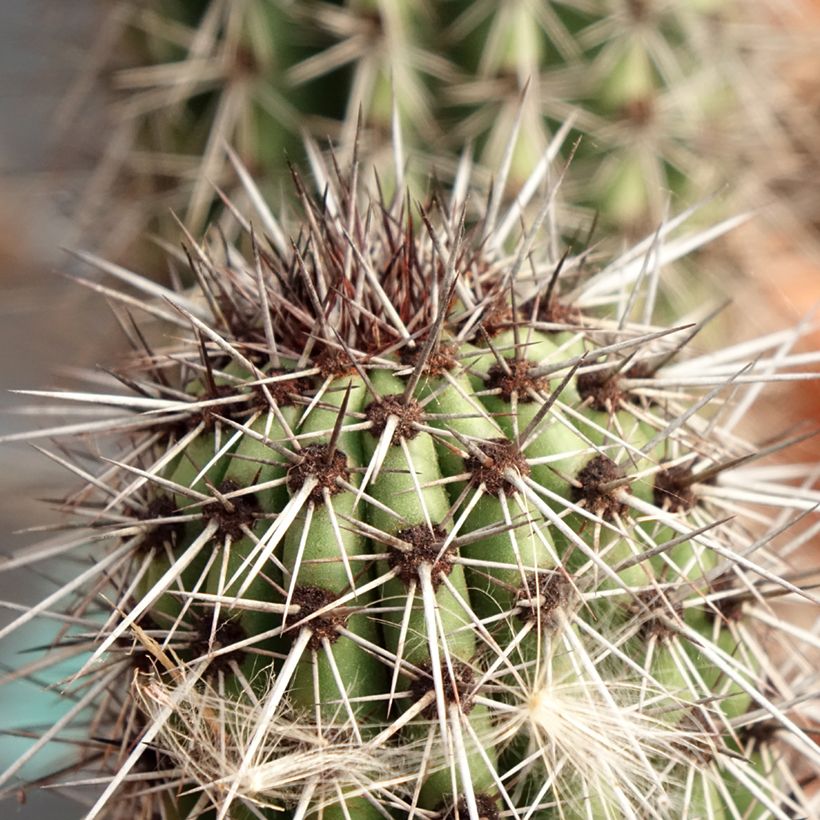 Stenocereus thurberi (Follaje)