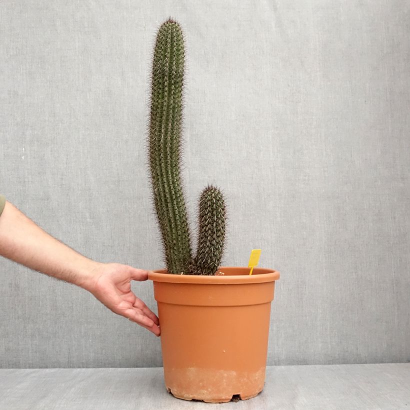 Ejemplar de Stenocereus thurberi  Maceta 7,5L/10L entregado en verano