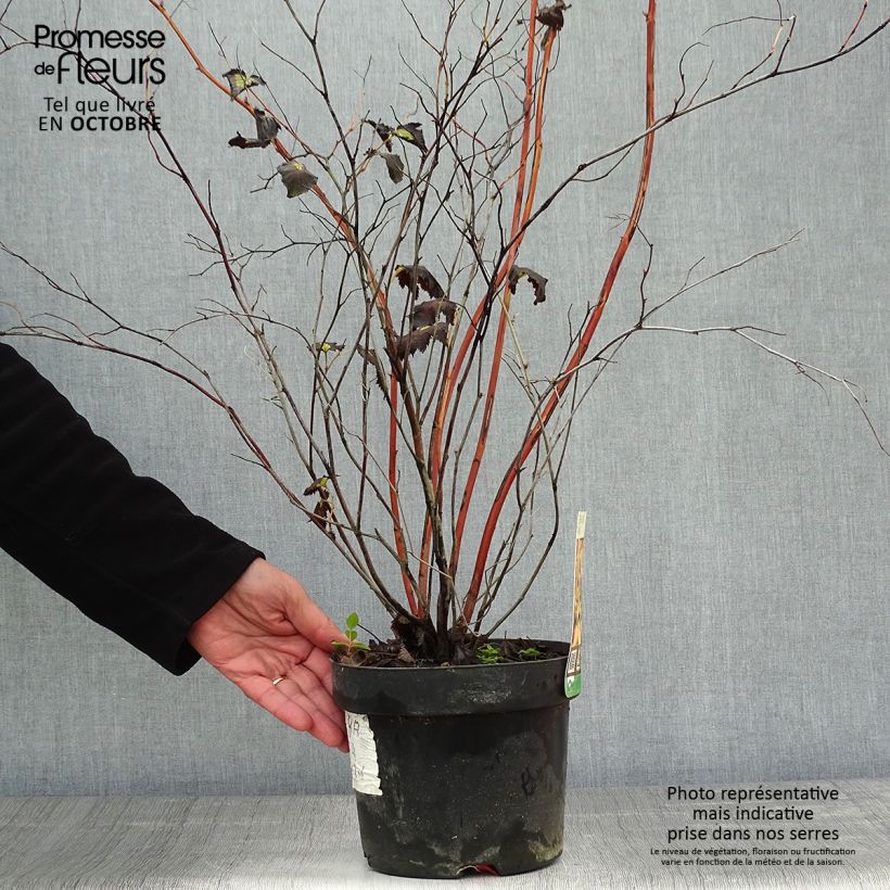 Ejemplar de Stephanandra tanakae Maceta 3L/4L entregado en otoño