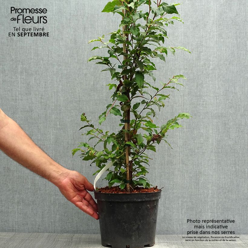 Ejemplar de Stewartia monadelpha Maceta 4L/5L entregado en otoño