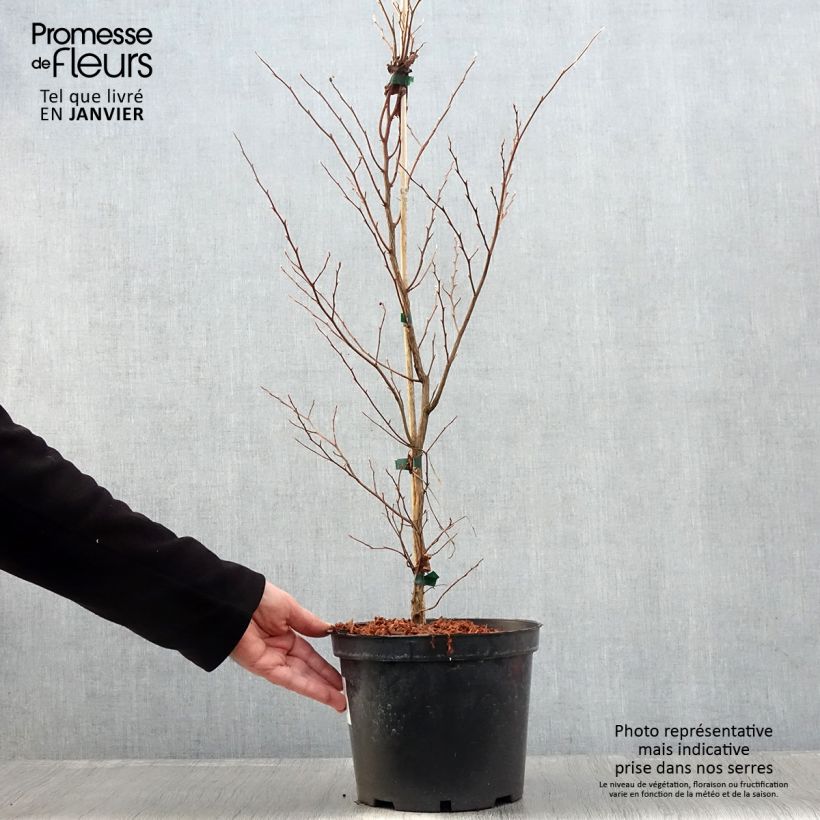 Stewartia monadelpha Maceta 4L/5L Ejemplar entregado en invierno