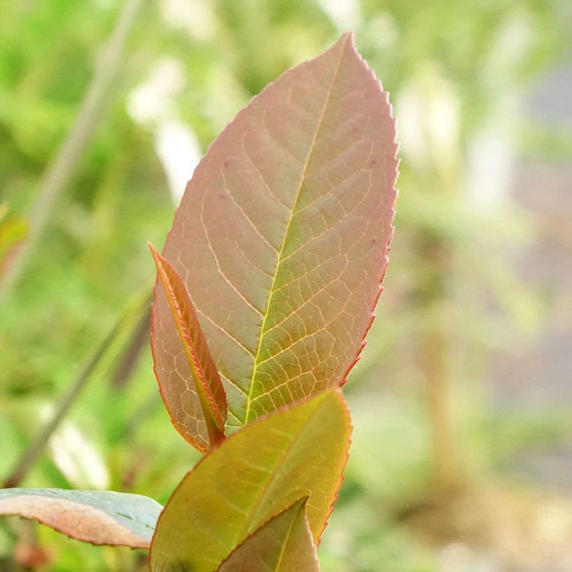 Stewartia pteropetiolata (Follaje)