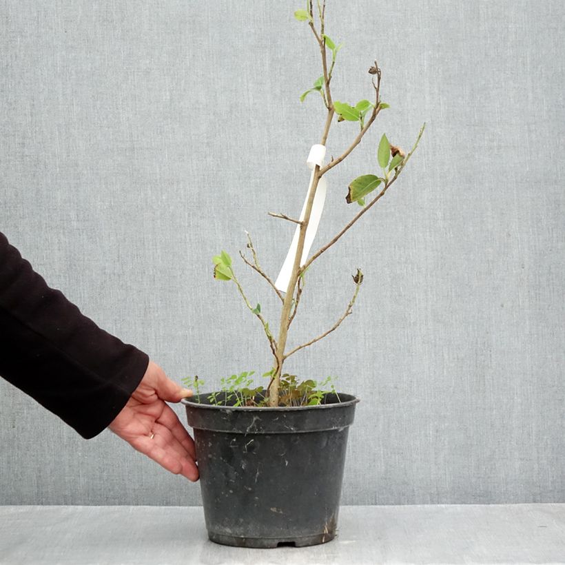 Ejemplar de Stewartia pteropetiolata Maceta 4L/5L entregado en otoño
