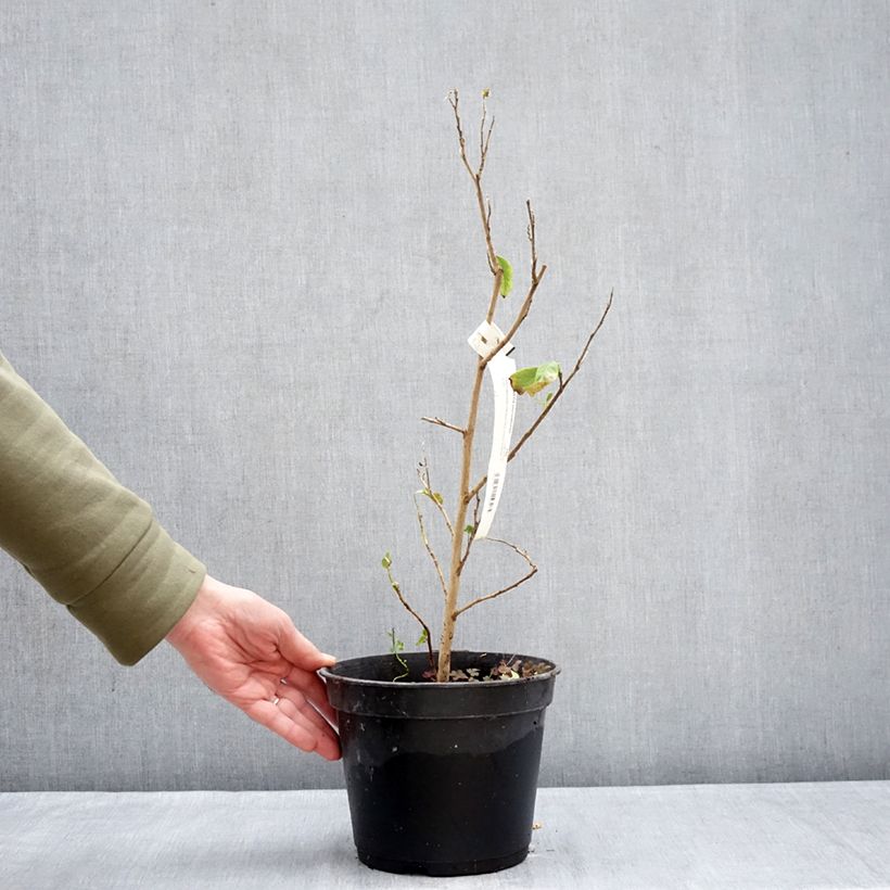 Stewartia pteropetiolata Maceta 4L/5L Ejemplar entregado en invierno