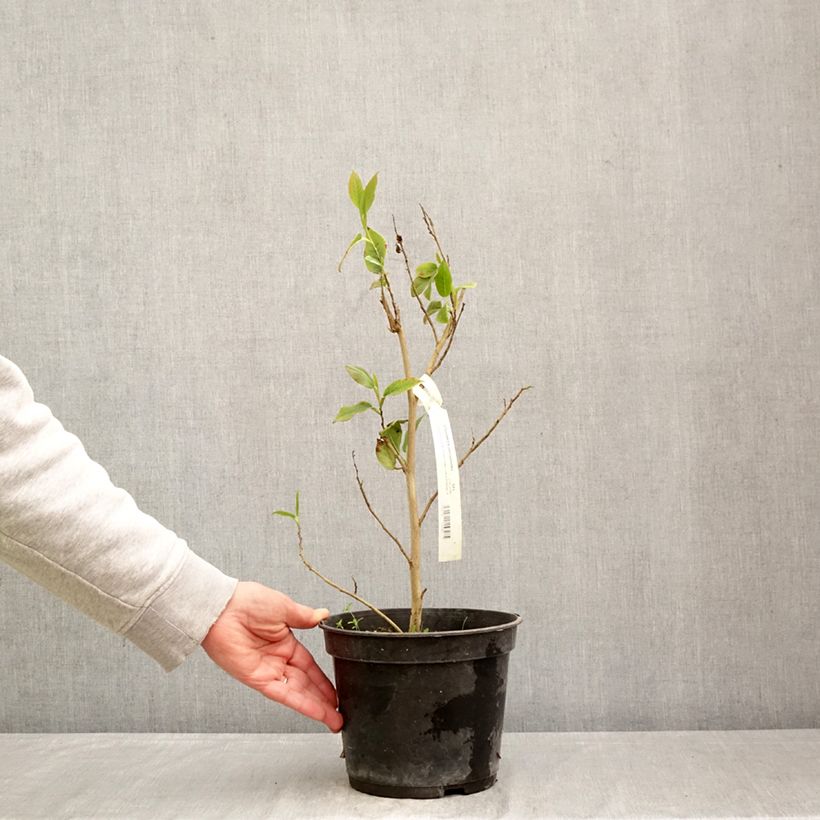 Stewartia pteropetiolata Maceta 4L/5L Ejemplar entregado en la primavera