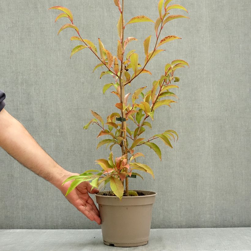 Ejemplar de Stewartia rostrata Maceta 4L/5L entregado en verano