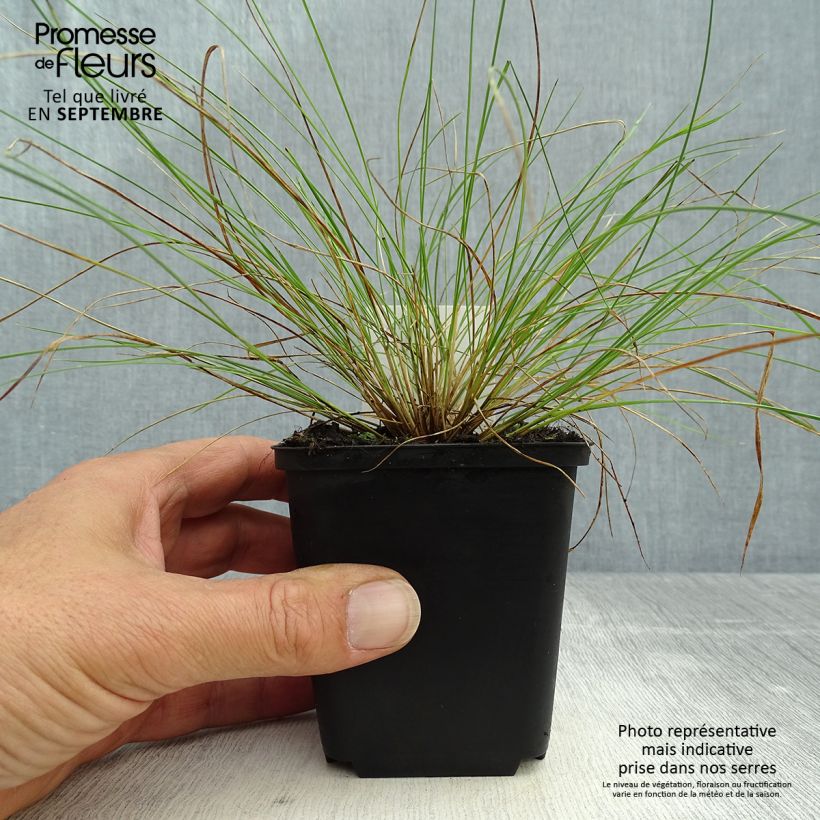 Ejemplar de Stipa capillata Maceta de 8/9 cm entregado en otoño