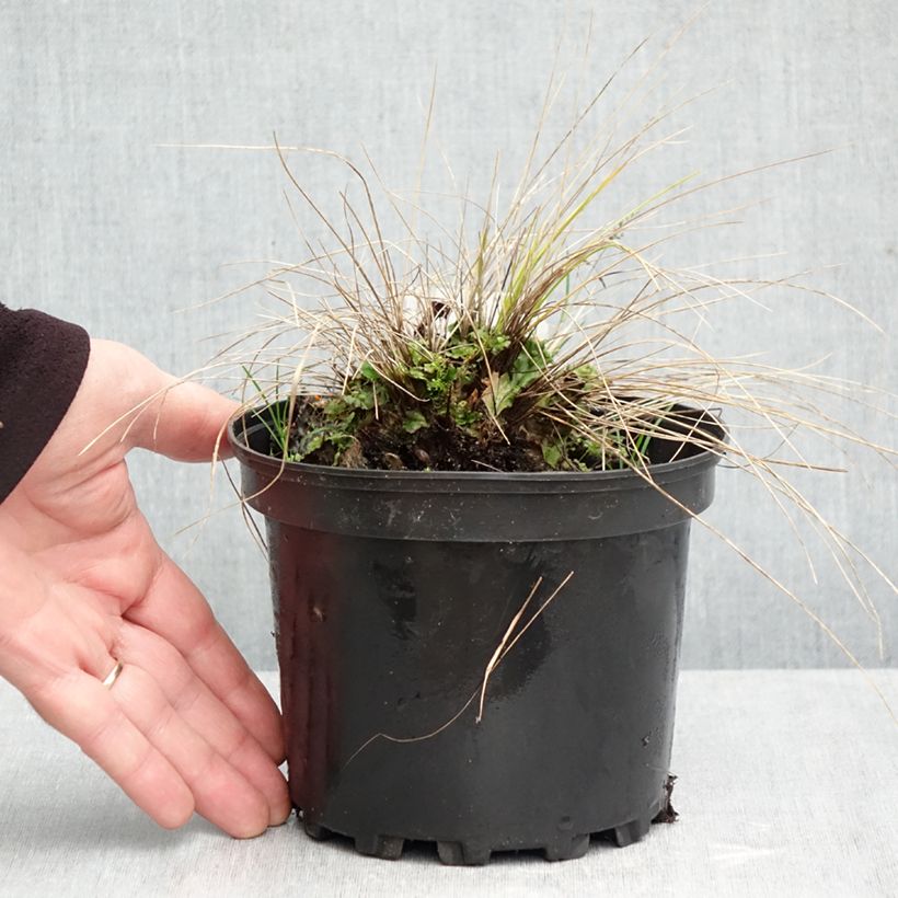 Ejemplar de Stipa capillata Maceta 2L/3L entregado en otoño