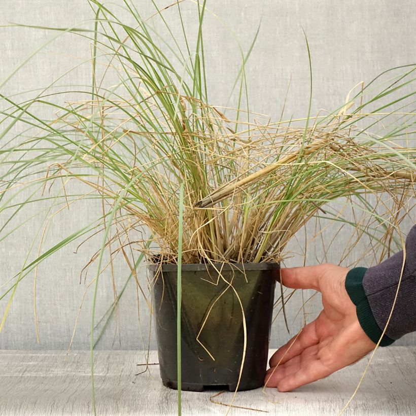 Ejemplar de Stipa gigantea Maceta 2L/3L entregado en otoño