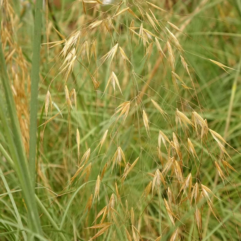 Stipa gigantea (Follaje)