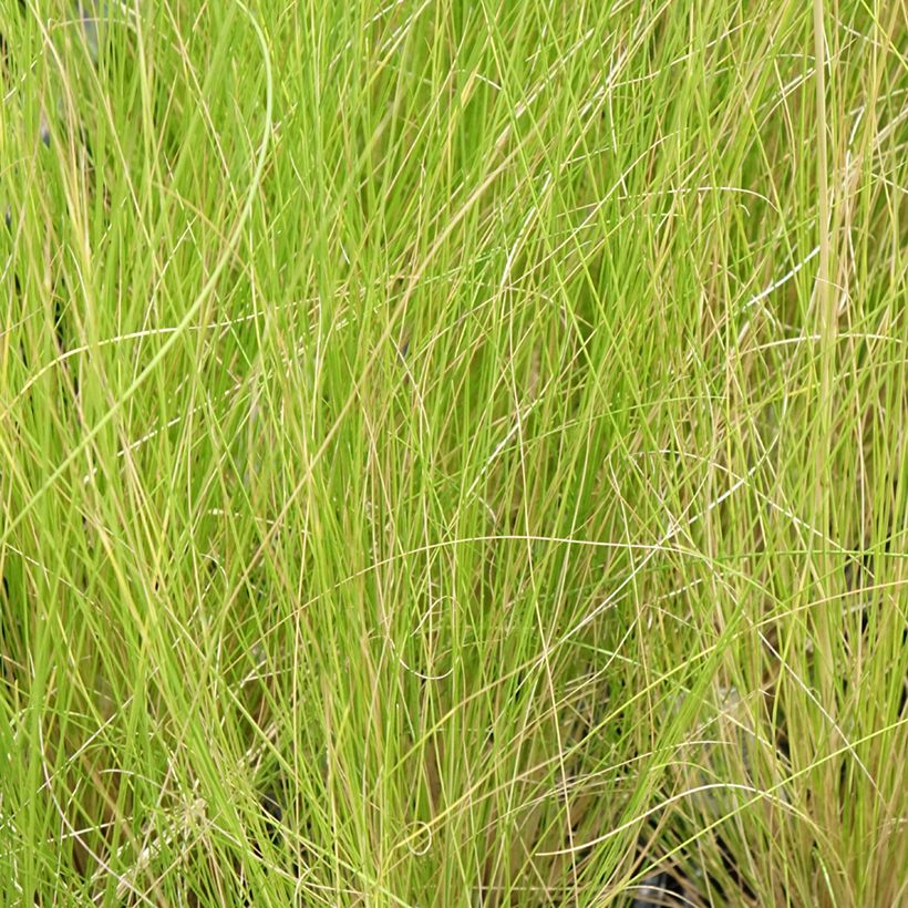 Stipa ichu - Ichu (Follaje)