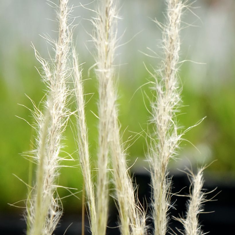 Stipa ichu - Ichu (Floración)