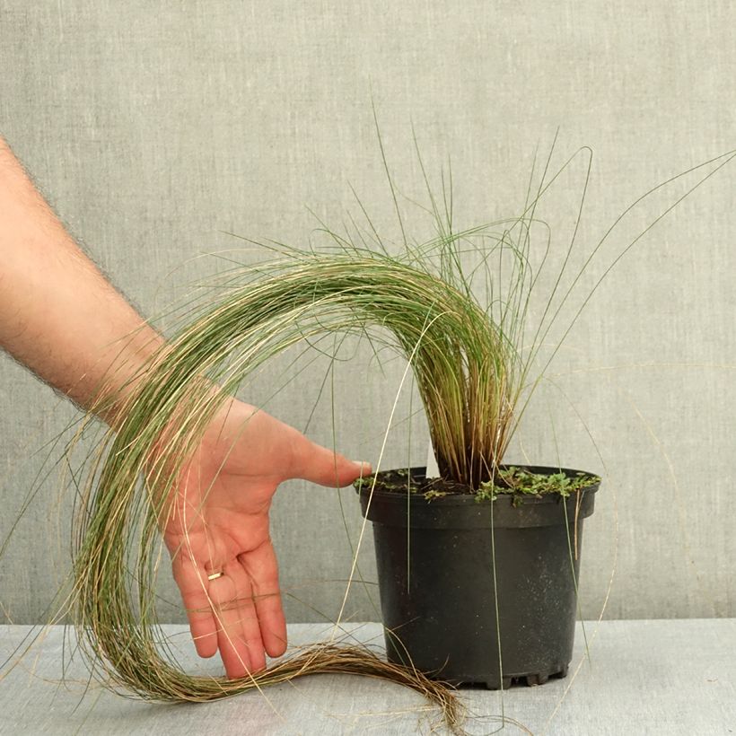 Ejemplar de Stipa pennata Maceta 2L/3L entregado en verano