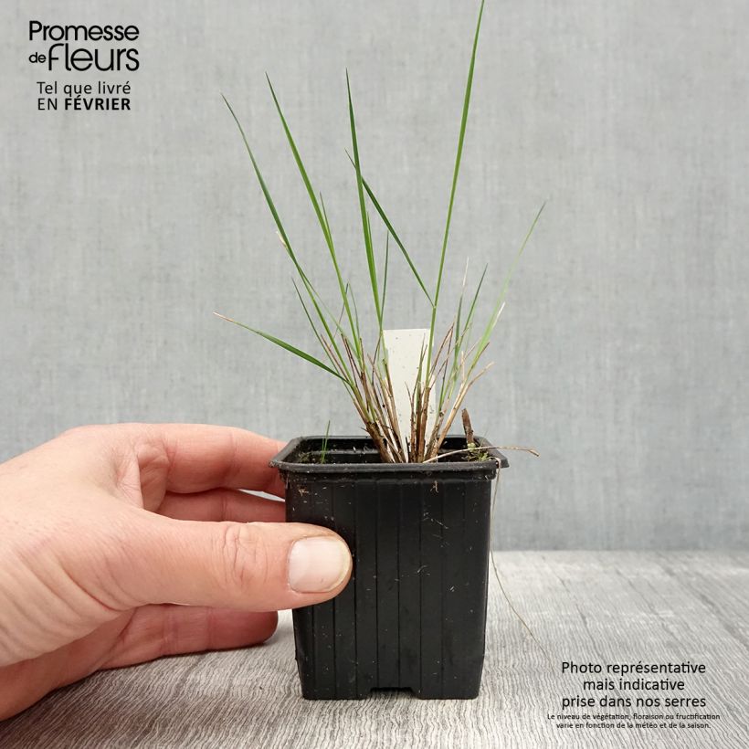 Stipa pulcherrima Maceta de 8/9 cm Ejemplar entregado en invierno