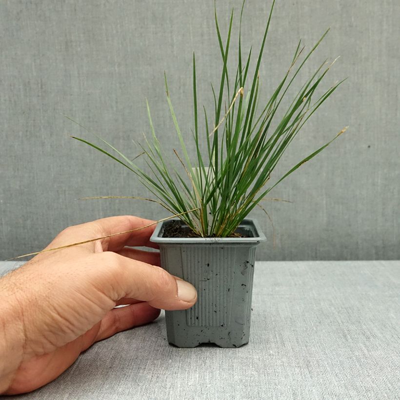 Ejemplar de Stipa splendens Maceta de 8/9 cm entregado en otoño