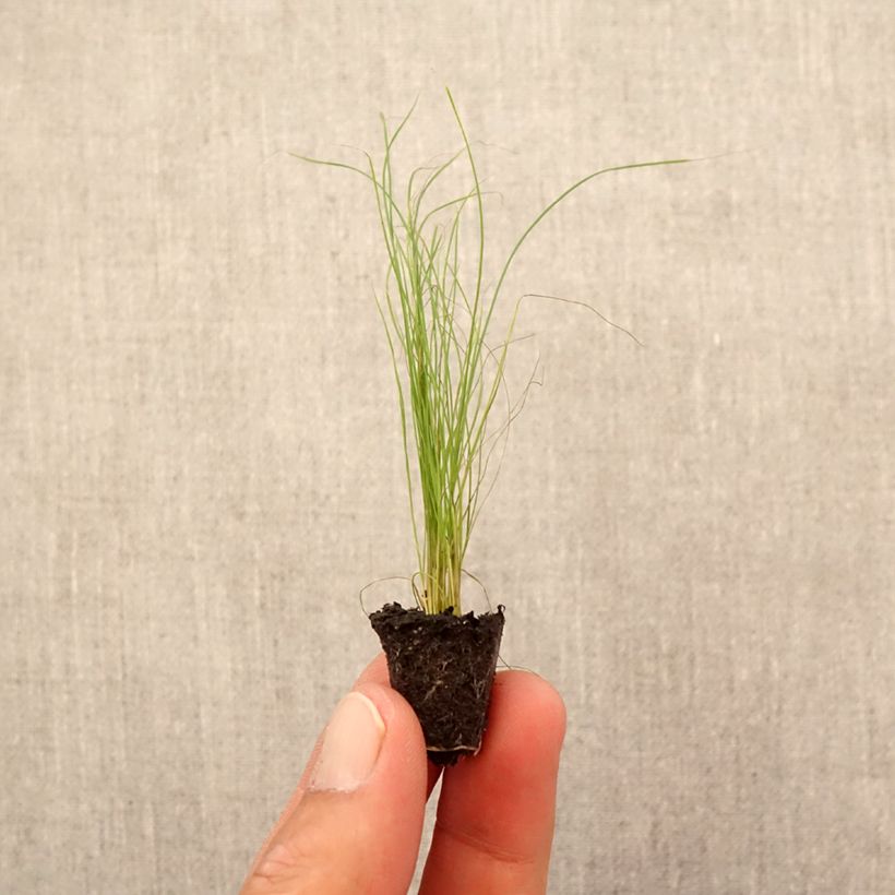 Ejemplar de Stipa tenuifolia - Estipa minicepellón: Ø 1,5/2,5 cm entregado en otoño