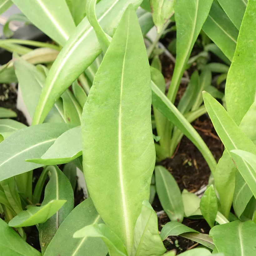 Stokesia laevis Alba (Follaje)