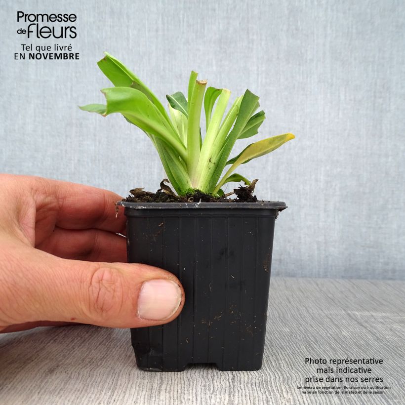 Ejemplar de Stokesia laevis Blue Star Maceta de 8/9 cm entregado en otoño