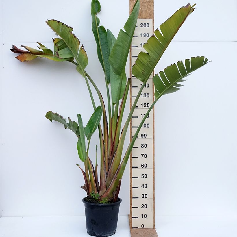 Ejemplar de Strelitzia augusta Maceta 30L/35L entregado en otoño