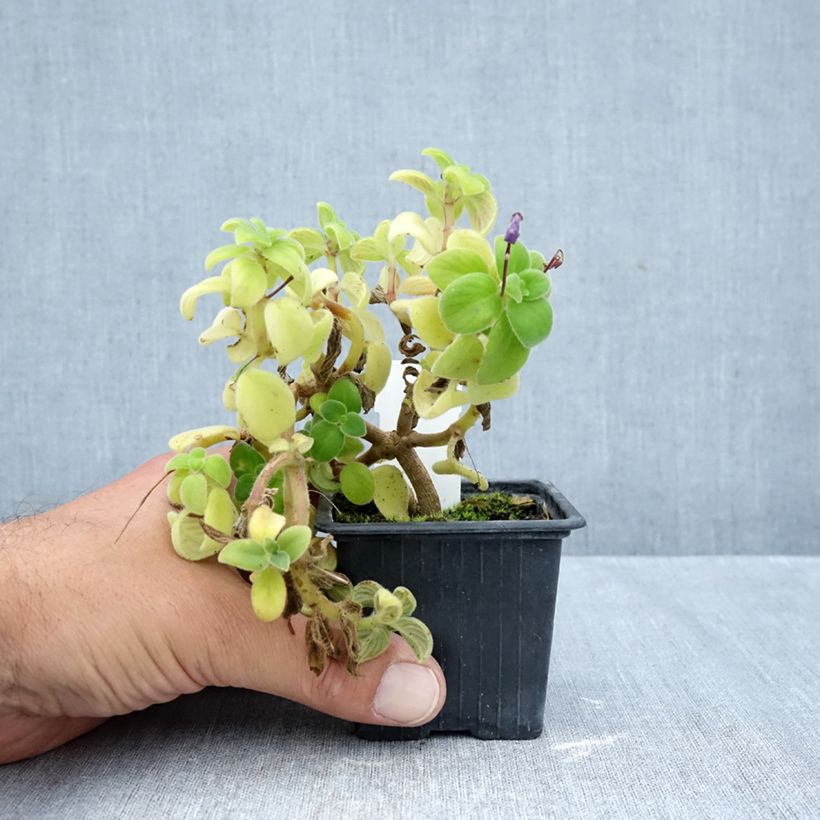 Ejemplar de Streptocarpus saxorum Purple Maceta de 8/9 cm entregado en otoño
