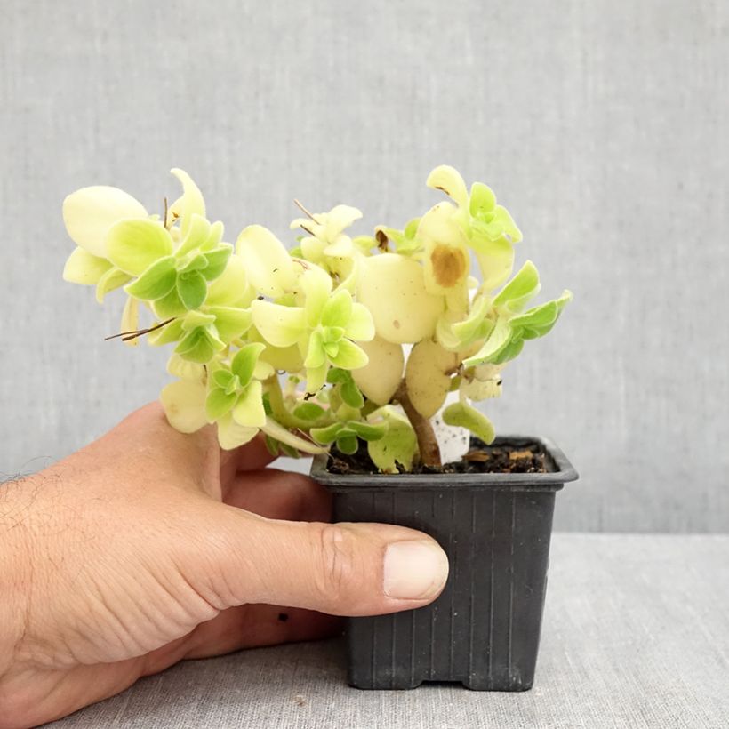 Ejemplar de Streptocarpus saxorum Purple Maceta de 8/9 cm entregado en verano