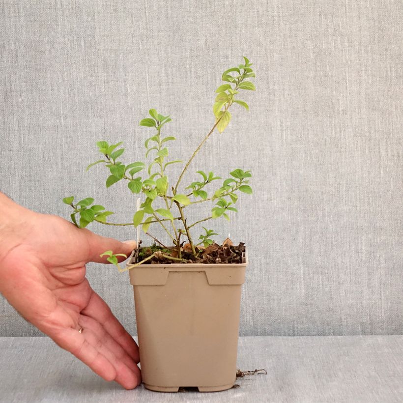 Ejemplar de Streptosolen jamesonii - Estreptosolen Maceta de 8/9 cm entregado en verano