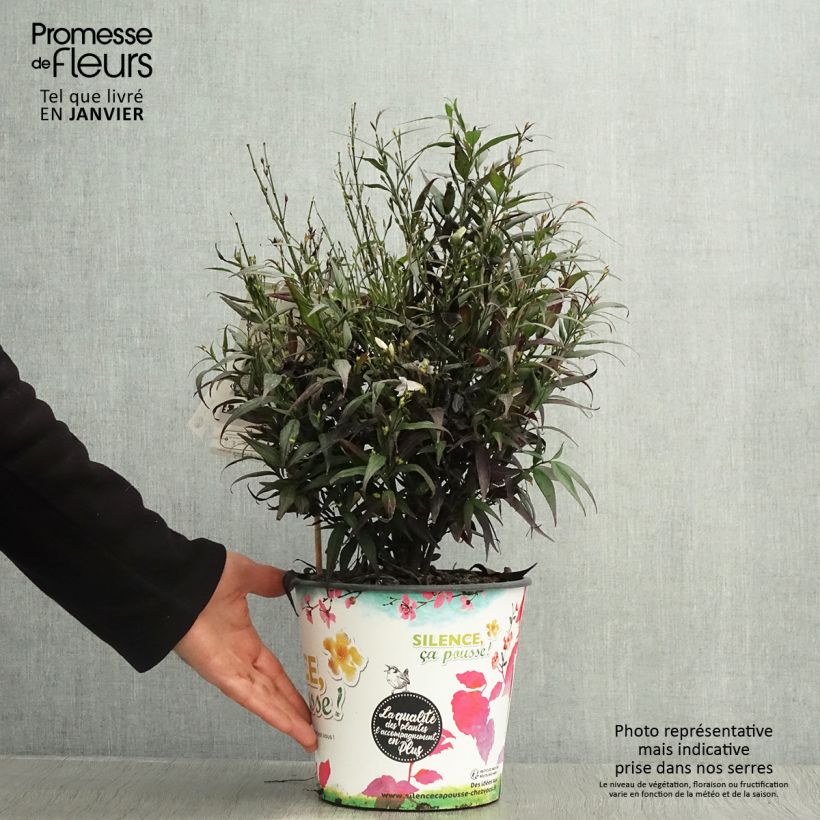 Strobilanthes anisophylla Brunetthy - Escudo persa Maceta 3L/4L Ejemplar entregado en invierno