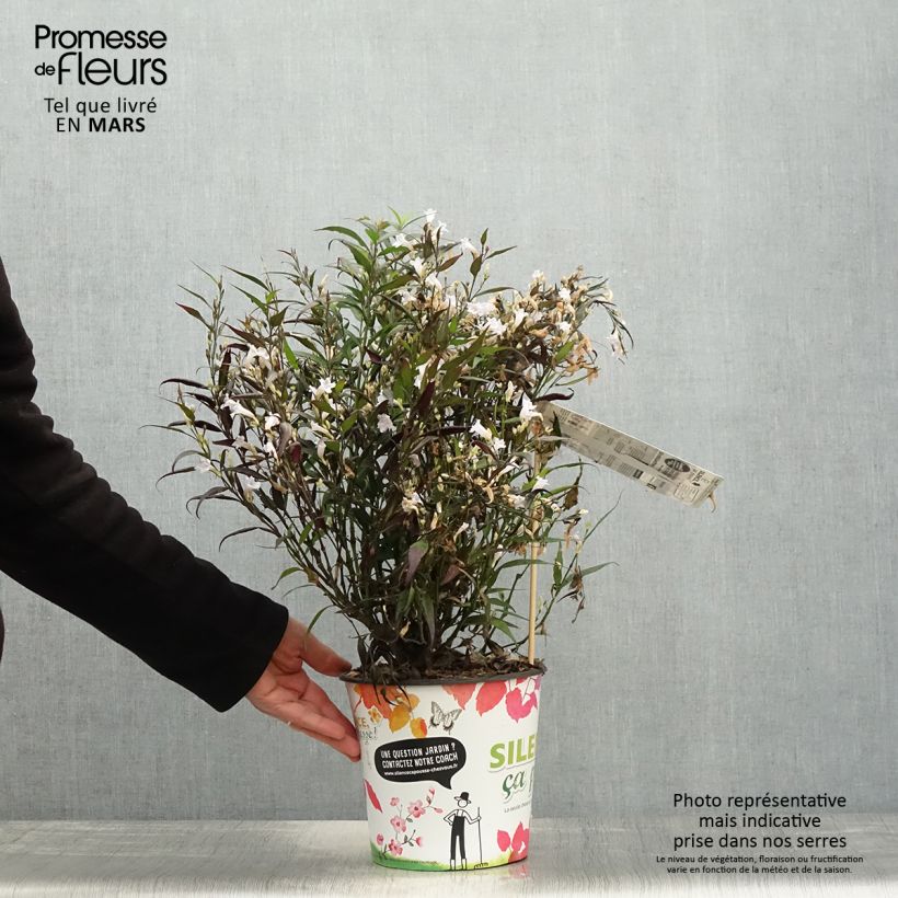 Strobilanthes anisophylla Brunetthy - Escudo persa Maceta 3L/4L Ejemplar entregado en la primavera