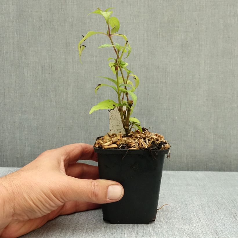 Ejemplar de Strobilanthes penstemonoides Maceta de 8/9 cm entregado en otoño