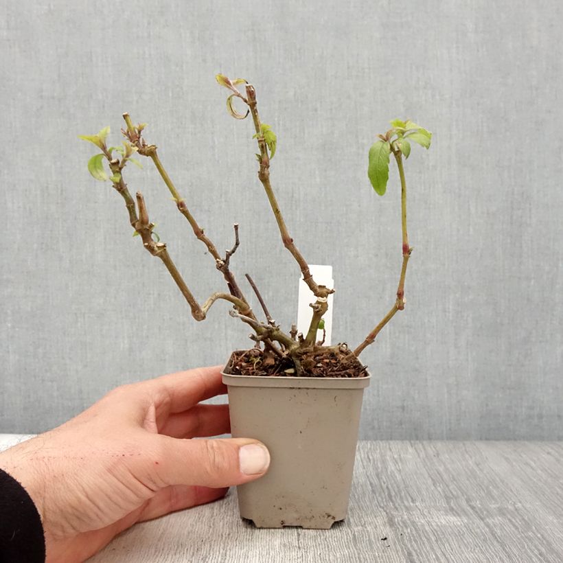 Strobilanthes penstemonoides Maceta de 8/9 cm Ejemplar entregado en la primavera