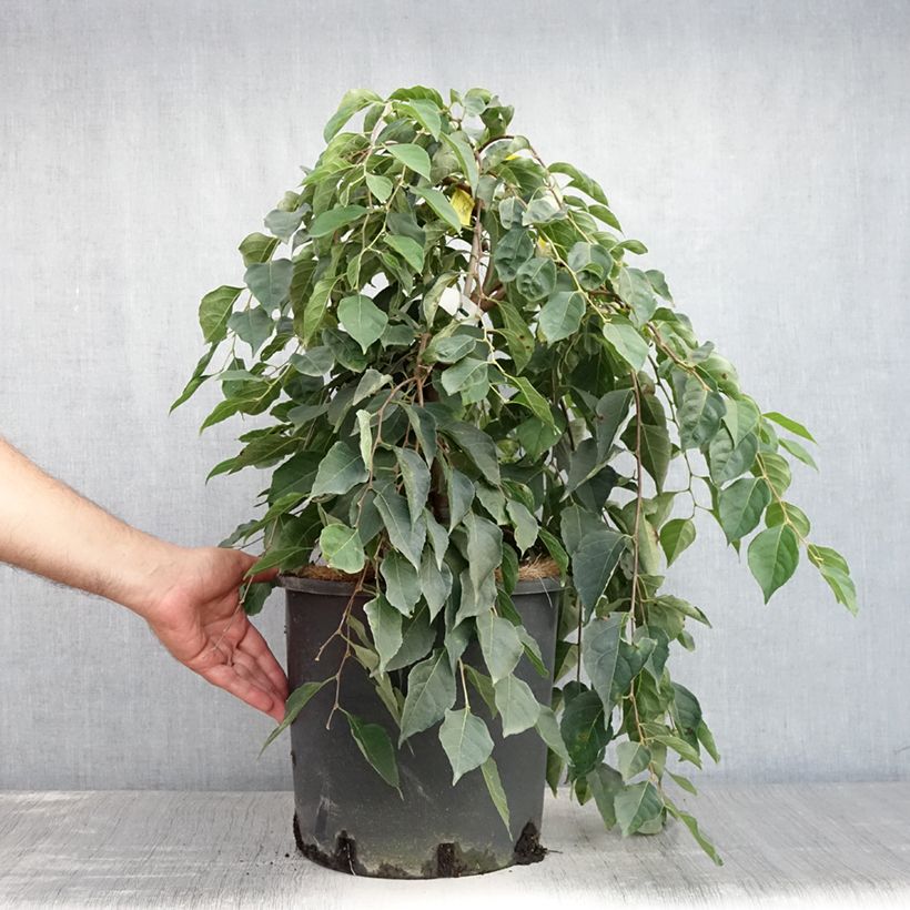 Ejemplar de Styrax japonica Fragrant Fountain Maceta 12L/15L entregado en verano