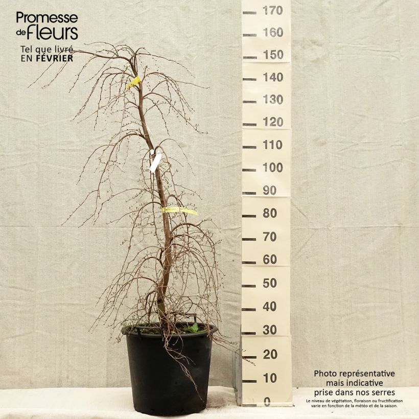 Styrax japonica Fragrant Fountain Maceta 30L/35L Ejemplar entregado en invierno